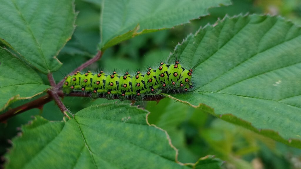 Rups van de nachtpauwoog in ecologische berm 