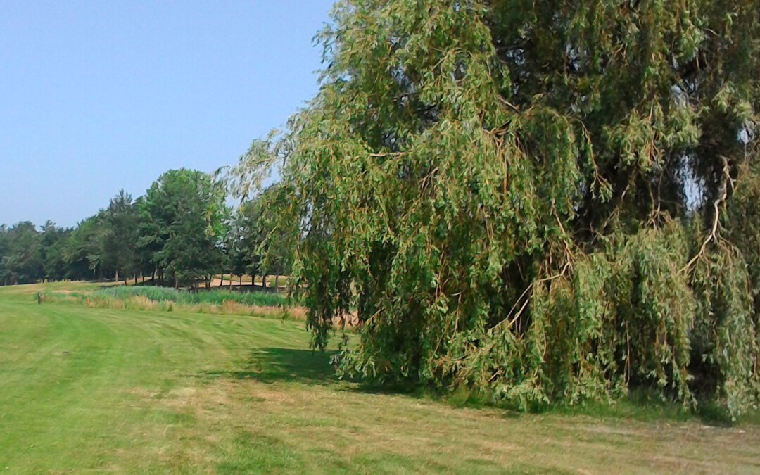 Ruim baan voor de boom