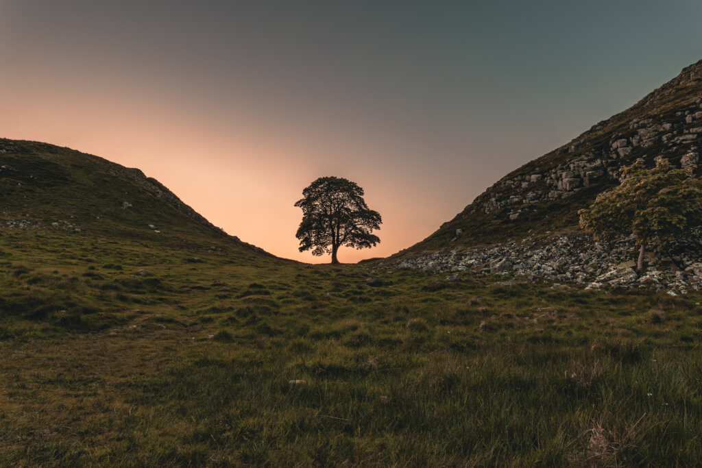 NLadviseurs Sycamore Gap tree