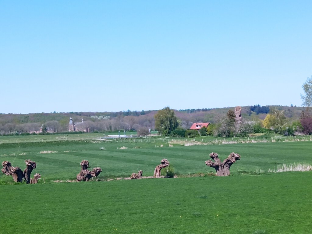 Knotwilgen in het rivierenlandschap