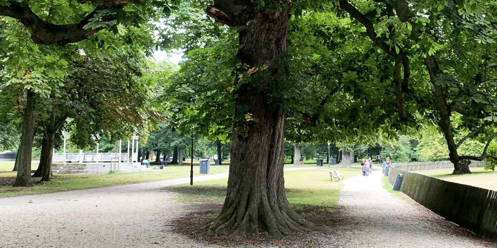 Kastanjeboom in Haarlemmerhout 