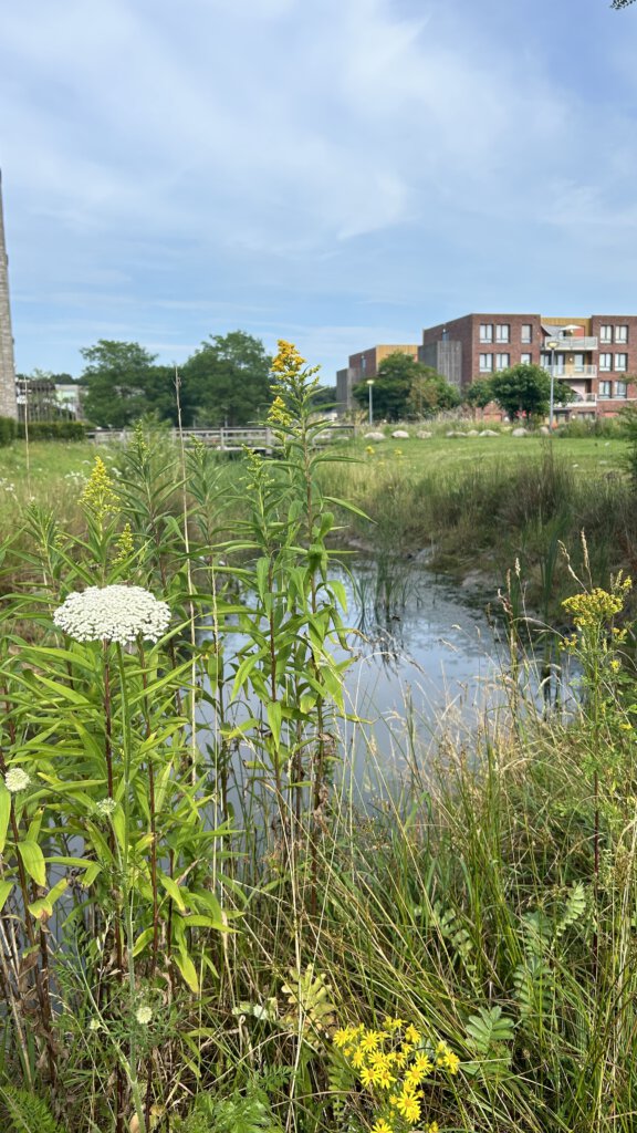 Een wadi met goedontwikkelde oevervegetatie in gemeente Ede. Hier gaan klimaatadaptatie en biodiversiteit hand in hand. 