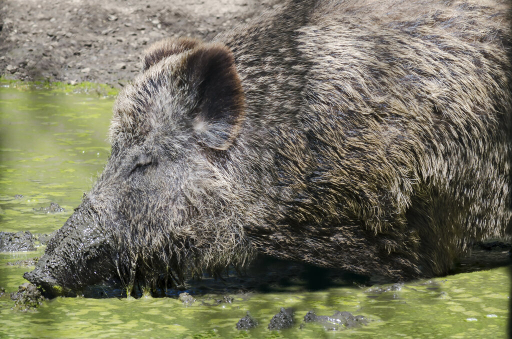 Zwijn aan de rivier. 