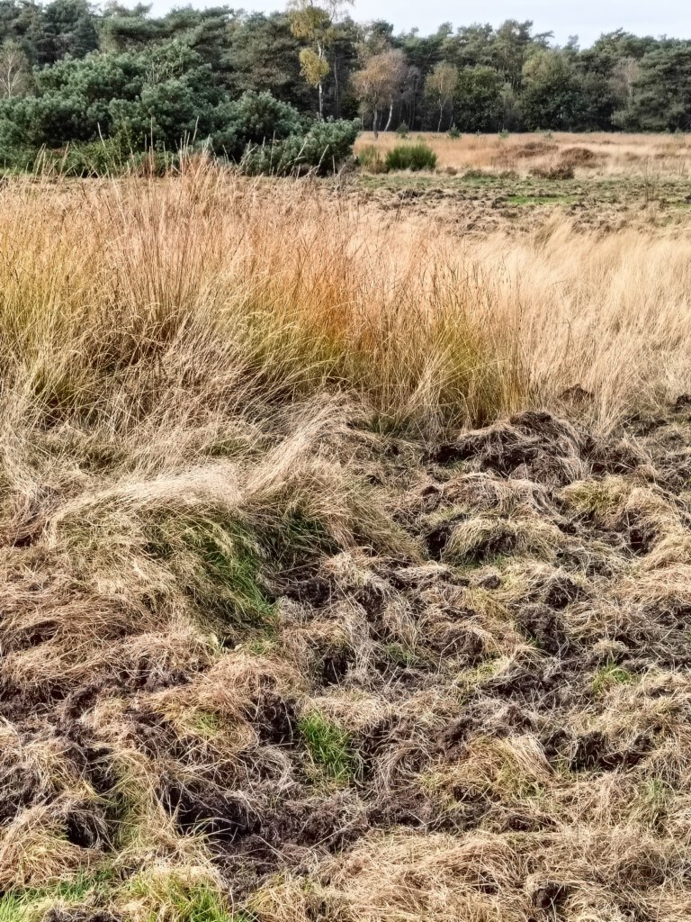 zwijnensporen op de heide, alle aarde is omgewroet. 