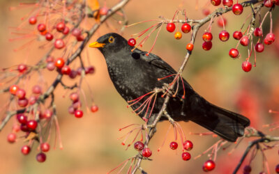 Wintertuin: 5 tips om dieren de winter door te helpen