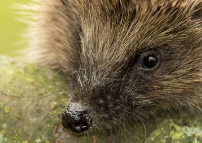 Basiskwaliteit Groenbeheer op Schouwen-Duiveland